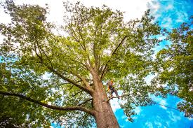 Blanding, UT Tree Care  Company